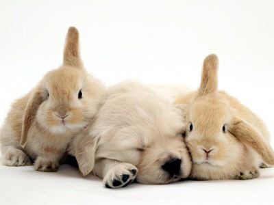 Kittens, Puppies, Bunnies, bunnies and kittens. Kittens, Puppies, Bunnies,